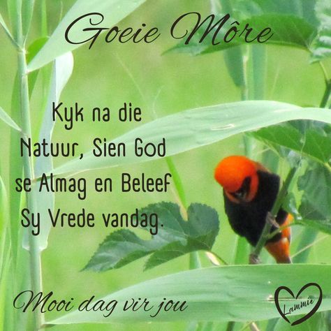 Mooi dag vir jou Mooi Dag Vir Jou Afrikaans, Mooi Dag Vir Jou, Morning Quotes For Friends, Goeie Nag, Goeie More, Morning Messages, Morning Quotes, Oil Painting, Quotes