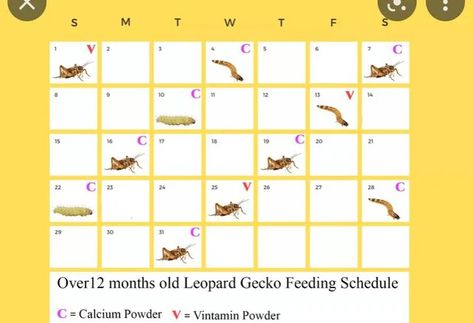 Leopard Gecko Feeding Schedule, Leopard Gecko Care, Leopard Geckos, Leopard Gecko, Gecko, Snakes, Reptiles, Pet