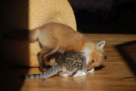 Fox And Cat, Baby Foxes, Funny Animal Images, Baby Kittens, Cat Boarding, Baby Fox, Cute Fox, Cat Playing, Red Fox