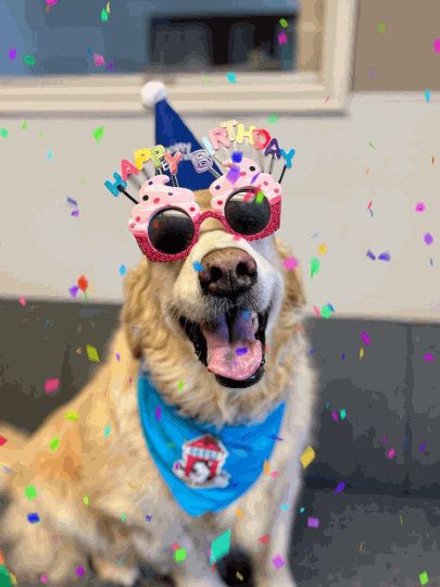 Funny Animal Birthday Wishes, Happy Birthday Dog Images, Happy Birthday Dogs Funny, Funny Dog Birthday Wishes, Happy Birthday Wishes With Dogs, Happy Birthday Dog Lover Funny, Happy Birthday Dog Gif, Happy Birthday Animals Funny, Happy Birthday Dog Meme