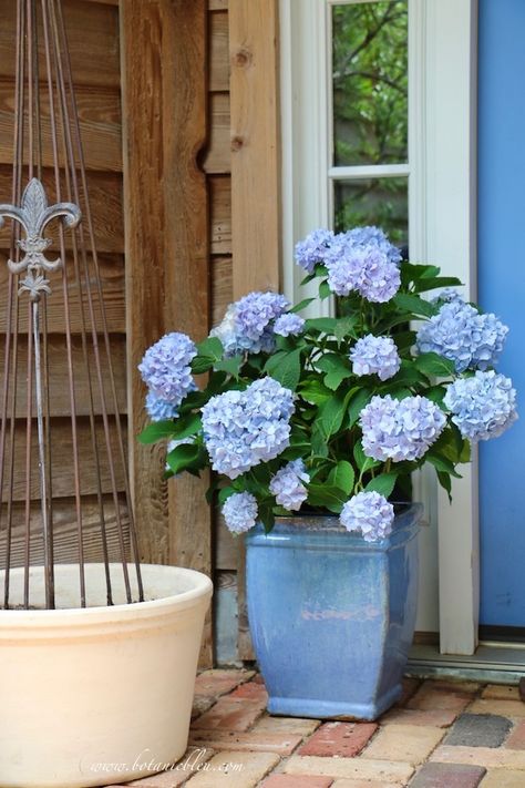 Summer Courtyard Blue Hydrangeas Flowers For Balcony, Decorate Balcony, Hydrangea Planters, Colorful Hydrangeas, Hydrangea Potted, Tattoo Plant, Courtyard Gardens, Balcony Decoration, Porch Flowers