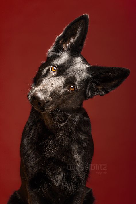 Photographer Elke Vogelsang  wieselblitz.com German Shepherd Photography, Black Shepherd, Black German Shepherd Dog, Head Tilt, Black German Shepherd, Puppy Dog Eyes, Dog Eyes, Shepherd Puppies, German Shepherd Puppies