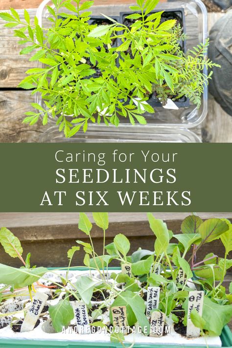 Seed Starting Tips, How To Keep Seeds For Next Year, Garden Starters Seed Starting, How To Harden Off Seedlings, Starting Seeds In Plastic Containers, Tomato Container Gardening, When To Transplant Seedlings, Moving Plants, Raised Garden Beds Diy Vegetables