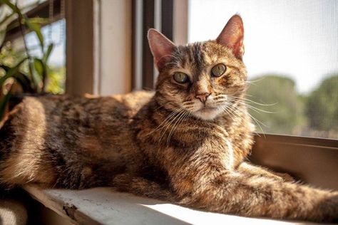 Adoptable Pet Of The Week: Beautiful "Torbie" Cat Torbie Cat, Rum Tum Tugger, Different Shades Of Black, Sweet Cat, Tortoise Shell Cat, Prospect Park, Cat Character, Orange Tabby, Domestic Cat