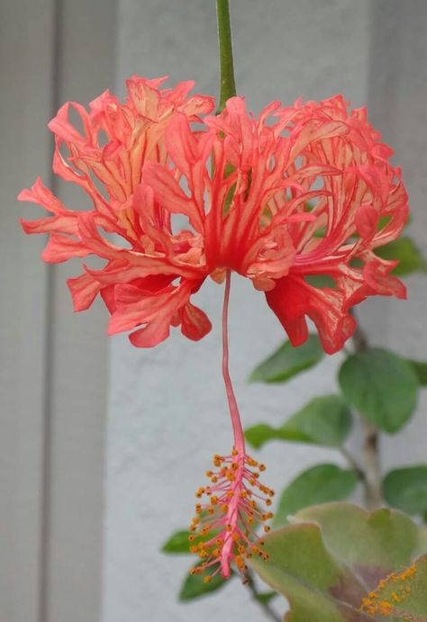 Spider Hibiscus, Japanese Hibiscus, Hibiscus Schizopetalus, Hibiscus Plant, Gothic Garden, Charming Garden, Rare Flowers, Nature Garden, Little Flowers