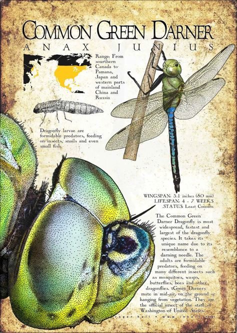 Green Darner Dragonfly Poster / Infographic Green Darner Dragonfly, Insect Infographic, Butterfly Infographic, Nature Infographic, Darner Dragonfly, Dragonfly Poster, Poster Infographic, Dragonfly Photos, Beautiful Butterfly Photography