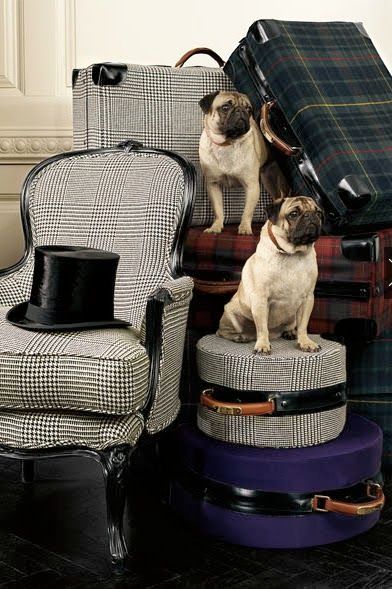 common ground : Gathered #4 Pug Memorial, Ralph Lauren Interiors, Pug Dogs, Fu Dog, Ralph Lauren Style, Pug Love, Cozy Decor, Ralph Lauren Home, Suitcases