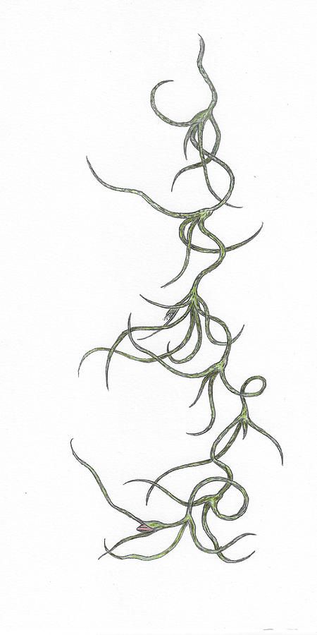 Tillandsia Usneoides, Botanical Tattoo, Bristol Board, Knee Tattoo, Vascular Plant, Stick And Poke, Makeup Tattoos, Spanish Moss, Dark Makeup