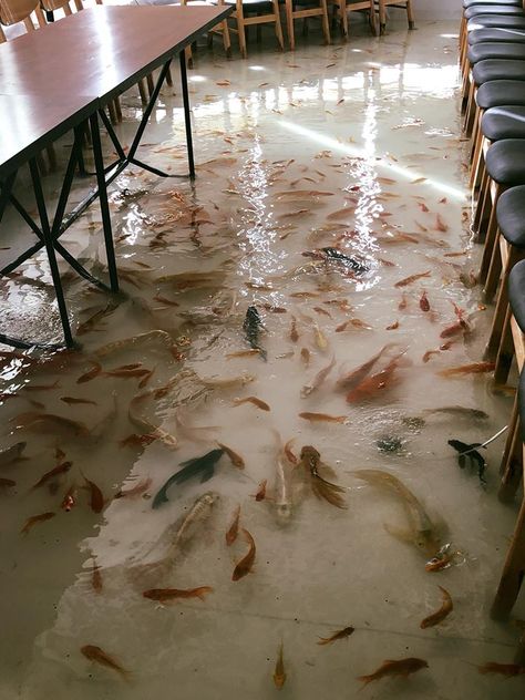 Please Don't Step on the Fish! Vietnam's Unique Flooded Cafe Weird Restaurants, Flooded City, Woman's Bedroom, Fish Restaurant, Koi Fish Pond, Unique Flooring, Restaurant Concept, Fish Swimming, Fish Pond