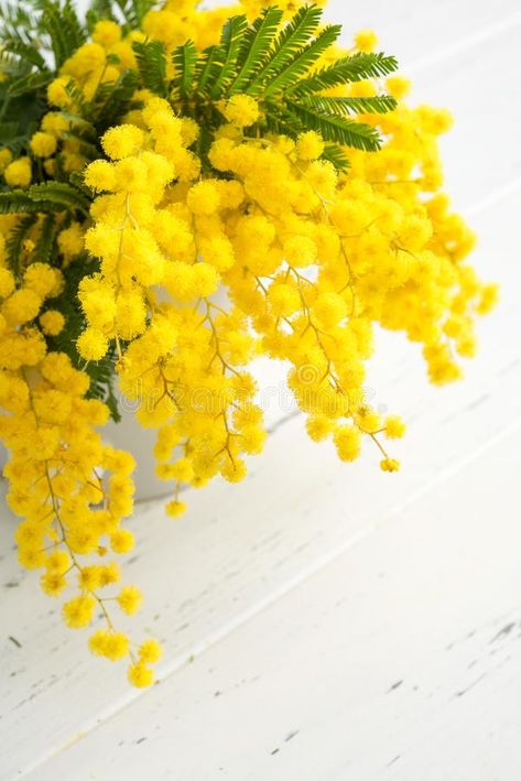 Mimosa Flowers, Bright Bouquet, Mimosa Flower, Acacia Tree, Wooden Background, Good Morning Flowers, Exotic Flowers, Mimosa, Love Flowers