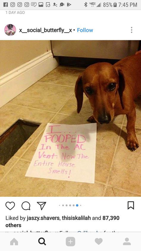 Smelly Dog, Animal Funnies, Animal Shaming, Sausage Dogs, Dog Shaming, Funny Dog Pictures, Dachshund Puppies, House Smells, Cute Creatures