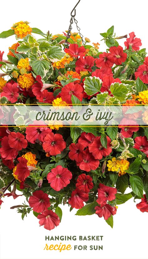 Petunia Hanging Baskets, Swedish Ivy, Lantana Flower, Mandevilla Vine, Patio Flowers, Fall Containers, Planting Ideas, Flower Baskets, Hanging Flower Baskets