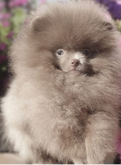 Gorgeous rare lilac and cream fawn Pomeranians Lavender Pomeranian, Parti Pomeranian, Merle Pomeranian, Pomeranian For Sale, Pomeranian Breed, Pomeranian Puppies For Sale, Pomeranian Puppy For Sale, Babies Stuff, Shih Poo