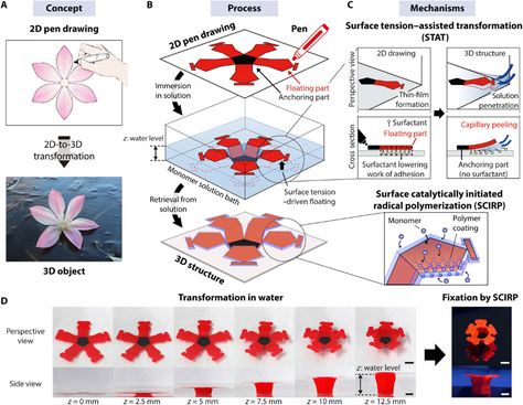 Pen drawings can allow simple, inexpensive and intuitive two-dimensional (2D) fabrication. Materials scientists aim to integrate such pen drawings to develop 3D objects. In a new report now published on Science Advances, See Woo Song et al. developed a new 3D fabrication method to directly transform pen-drawn 2D precursors into 3D geometries. The team facilitated the 2D-to-3D transformation of pen drawings using surface tension driven capillary peeling and floating of the dried ink film after di Woo Song, 3d Structure, Scale Bar, Surface Tension, Pen Drawings, 3d Architecture, 3d Pen, 3d Shape, Pen Drawing