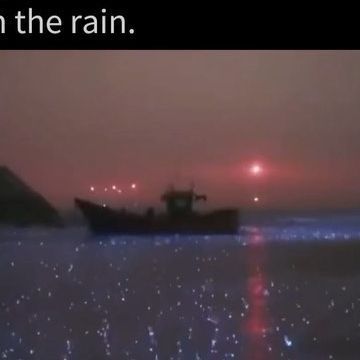 Science Vids on Instagram: "Raindrops ignite What bioluminescence looks like In the rain. #rain #bioluminescence #naturelovers #nature" Rain Rain, Ture Love, Rain Drops, In The Rain, The Rain, Biology, Science, Wonder, Water