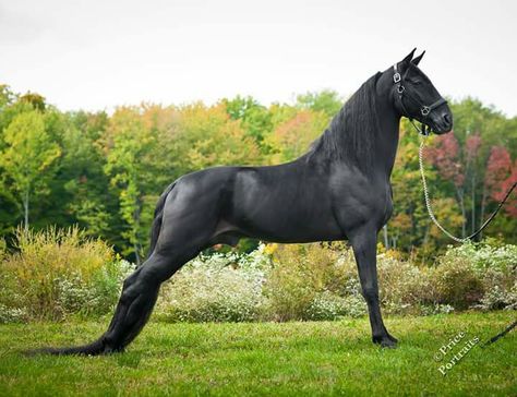 Tennessee Walker Horse, Tennessee Walker, Falling Waters, Horse For Sale, Tennessee Walking Horse, Pony Breeds, American Saddlebred, Walking Horse, Horse Boarding