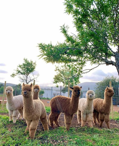 Lamas Aesthetic, Cute Alpaca Aesthetic, Lama Aesthetic, Alpaca Aesthetic, Alpaca Pictures, Baby Llama, Alpaca Farm, Cute Alpaca, Llama Alpaca