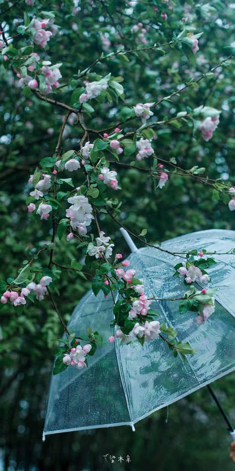 Rainy Wallpaper, Rain Wallpapers, Flowers Photography Wallpaper, Cute Love Wallpapers, Nothing But Flowers, Jimin Taehyung, Wallpaper Nature Flowers, Taehyung Jungkook, Beautiful Landscape Wallpaper