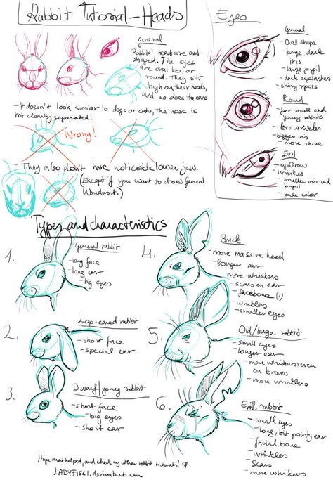 Rabbit Drawing tutorial pt1 - Characteristics by LadyFiszi Rabbit Drawing Tutorial, Rabbit Anatomy, How To Draw Ears, Rabbit Drawing, Bunny Drawing, Human Figure Drawing, Rabbit Art, Bunny Art, Anatomy Drawing