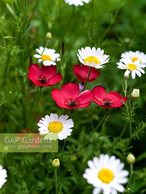 Scarlet flax, Linum grandiflorum, an annual with bright red flowers. Growing in meadow amongst corn chamomile. Maryland Wildflowers, Red Campion Flower, Geranium Pratense, Red Wildflowers, Wild Geranium, Wild Poppies, Orthodox Christian Icons, Plant Photography, Bright Red