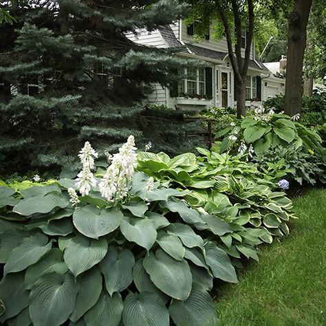 Bigger hostas, more interest: Transform shade with these attention-grabbing hostas! Giant Hostas Landscaping, Giant Hosta Varieties, Large Hosta Varieties, Giant Hostas, Large Hostas, Giant Hosta, Wooded Backyard, Cottage Gardening, Shade Landscaping