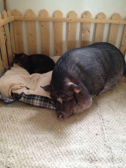 Pig Bedroom, Mini Potbelly Pigs, Mini Pig Care, Pet Pig Care, Pet Pig House, Pig Pens, Potbelly Pigs, Micro Pig, Pen Ideas