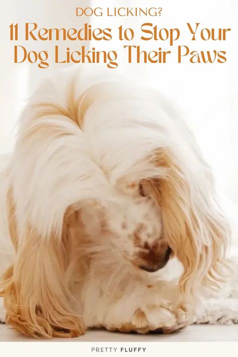 cocker spaniel licking its paws If Dog Licks Paw, Why Do Dogs Lick Paws, Why Do Dogs Lick, Dog Spray, Paw Care, Allergy Remedies, Dog Health Tips, Pet Paws, Dog Paw