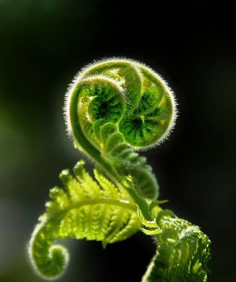 The Fiddlehead Fern | "Headwinds" —Fred Turpin's Poetry Blog Fiddlehead Fern, Spirals In Nature, Fiddlehead Ferns, Fern Tattoo, Jungle Forest, Fern Frond, Forest Photos, Airbrush Art, Nature Plants