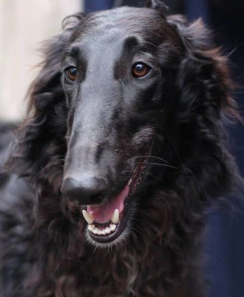 Black Borzois⭐️ Mother Talzin, Russian Wolfhound, Borzoi Dog, Sight Hounds, Most Beautiful Dogs, Dog Info, Wild Dogs, Long Live, Whippet