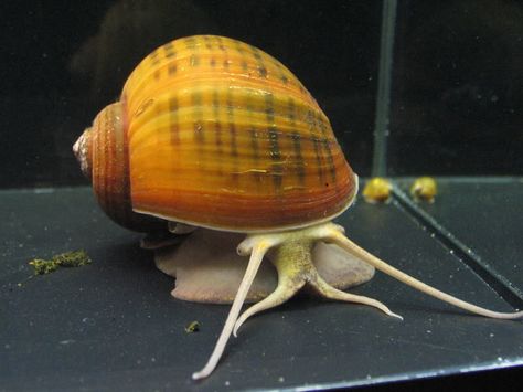 Apple Snail Freshwater Invertebrates, Aquatic Snails, Freshwater Snails, Bettafish Aquarium, Mystery Snails, Aquarium Snails, Heart Fish, Apple Snail, Amazing Animal Pictures