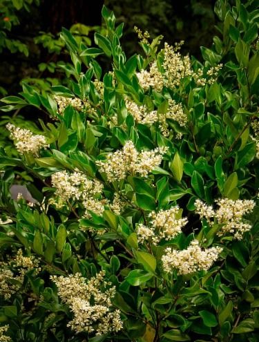 Privet – the Good, the Bad and the Beautiful | The Tree Center™ Foundation Plants, Privet Hedge, Lilac Plant, Fast Growing Shrubs, Yellow Spring Flowers, Landscaping With Roses, Twig Dogwood, Plant Catalogs, Summer Plants