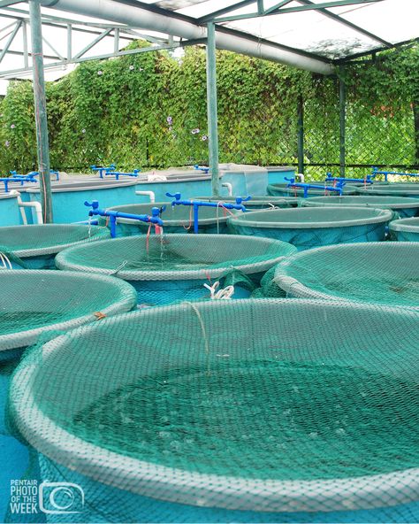 In our Pentair AES Featured Aquaculture Photo, explore a land-based #fishfarm where they raise different species of #fish using #RAS #waterrecirculation techniques. Take a peek inside #ThePentairLife * * * * * * #fishfarming #fishgeek #recirculatingaquaculture #fishfarmer #fishery #hatchery #troutfarm #trout #salmon #sustainableseafood Prawn Farming, Water Engineering, Aqua Farm, Trout Farm, Fish Hatchery, Trout Fish, Garden Therapy, Sustainable Seafood, Different Species