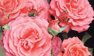 Rose 'America', Rosa 'America', Rosa 'JACclam', Large-Flowered Climber, Coral roses, Pink Roses, Orange Roses, Rose bushes, Garden Roses Rose Companion Plants, Roses Plants, Clematis Jackmanii, Fall Bulbs, Climbing Rose, Types Of Roses, David Austin Roses, Rose Fragrance, Coral Flowers