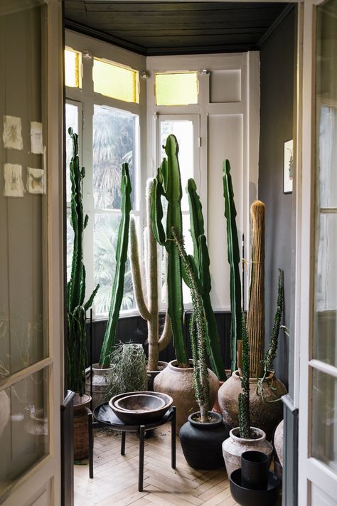 Potted Cactus Indoor, Cactus In Home, Cactus Inside House, Cactus Living Room Decor, Cactus Interior Design, Interior Cactus, Earth Room, Cactus Collection, Cactus House Plants