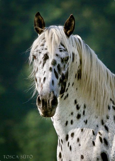 A Knabstrupper stallion. The Knabstrupper is essentially a Danish Warmblood with some Appaloosa blood crossed early in the breeding. Horse Appaloosa, Spotted Horse, Leopard Appaloosa, Appaloosa Horse, Akhal Teke, Lovely Photo, Most Beautiful Horses, Appaloosa Horses, Most Beautiful Animals