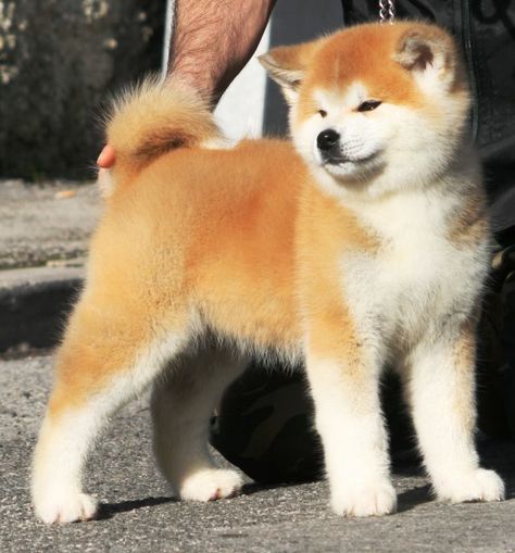 Ryujin Japanese Dog Breeds, Japanese Akita, American Akita, Akita Inu, Japanese Dogs, Akita Dog, Shiba Inu Dog, Puppies And Kitties, Super Cute Animals