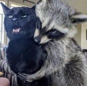 Raccon With Cat. So cute! Raccoon Pictures Cursed, Raccoon And Possum Matching Pfp, Raccoon And Dog, Raccoon Reaction Pic, Racoons Funny, Raccoon Memes Funny, Cursed Raccoon, Matching Raccoon Pfps, Funny Raccoon Pictures