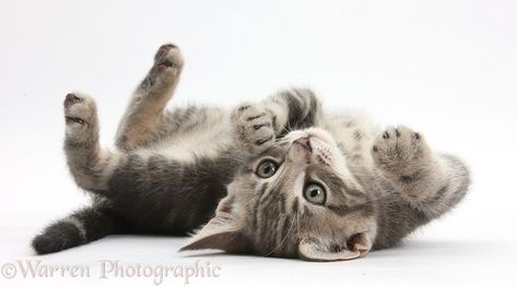 Tabby kitten on his back Cat On Back Reference, Cat On Its Back, Cat Poses Laying Down, Cat Poses Photography, Cat Laying On Back, Cat Lying Down, Cat On Back, Cat Sitting From Behind, Kitten Poses