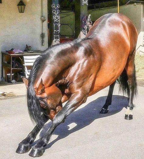 Shiny Horse, Largest Horse Breed, Horse Anatomy, Animal Study, Man Down, Pretty Animals, Horse Photos, Pretty Horses, Awkward Moments