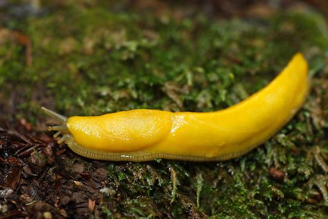 A Banana slug in California's Big Basin Redwoods State Park. Banana Slugs, Yellow Slime, Banana Slug, Mushroom Costume, Big Basin, Cerámica Ideas, Color Vibe, Little Critter, Arachnids