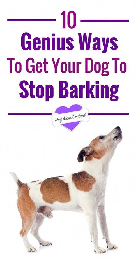 Lou Dog, Dog Training Barking, Stop Dog Barking, Dog Behavior Problems, Basic Dog Training, Cesar Millan, Training Ideas, Dog Training Advice, Dog Brain