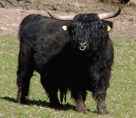 Scottish Bull, Black Highland Cow, Highland Bull, Long Haired Cows, Farming Land, Scottish Animals, Ranch Animals, Aberdeen Angus, Scottish Cow