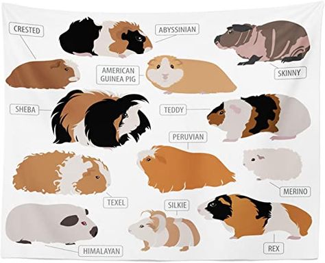 Amazon.com: Lunarable Guinea Pig Tapestry, Infographic Design Classification for Types of Rodent Breeds, Fabric Wall Hanging Decor for Bedroom Living Room Dorm, 28" X 23", Brown Ginger: Home & Kitchen Guinea Pig Breeds, Guinea Pig Breeding, Guinea Pig Cages, Guinea Pig Diy, Guinea Pigs Funny, Pig Breeds, Pet Rodents, Guinea Pig Food, Guinea Pig House