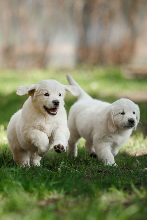 Golden Retriever Running, Cute Puppies Golden Retriever, Cute Golden Retriever Puppy, Puppy Dog Pictures, Cute Golden Retriever, Puppy Images, Dog Photoshoot, Happy Again, Dog Photograph