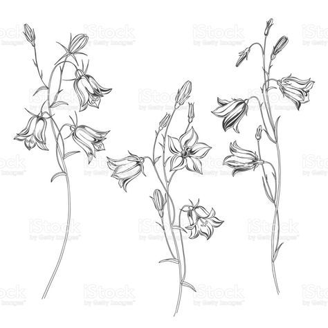 Campanula Drawing, Bluebells Flower Tattoo, Bluebell Tattoo, Bellflower Campanula, Swedish Tattoo, Bluebell Flowers, Belle Tattoo, Flowers Sketch, Blue Bell Flowers