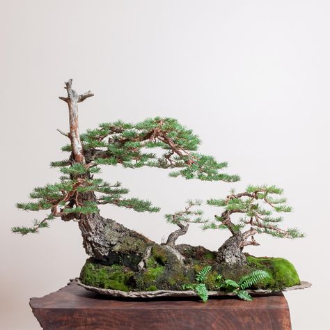 Douglas Fir No. 5 | Bonsai Mirai Bonsai Forest, Bonsai Wire, African Skies, Bonsai Tools, Bonsai Styles, Japanese Bonsai, Bonsai Art, Miniature Trees, Indoor Flowers