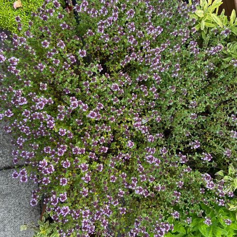 Thymus Citriodorus 'Prostrate', Creeping Lemon Thyme in GardenTags plant encyclopedia Thymus Citriodorus, Thymus Serpyllum, Thyme Flower, Creeping Thyme, Plant Encyclopedia, Lemon Thyme, Plant Information, Summer Plants, Organic Seeds