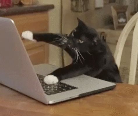 You can tell this cat is pretending to type because he’s not using the home row position. | 15 Cats And Dogs Who Don't Know How To Use A Computer, Probably Cat Work, Types Of Cats, Kung Fu Panda, Funny Cat Videos, Cat Gif, Animal Gifs, Crazy Cats, Cat Memes, Funny Cute