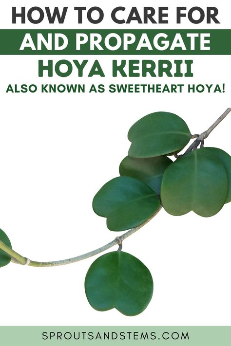 Hoya Kerrii Propagate, Heart Shaped Hoya Plant, Heart Hoya Plant, Hoya Kerrii Variegata, Hoya Plant Propagation, Hoya Kerrii Care, How To Propagate Hoya Plants, Hoya Propagation, Propagate Hoya