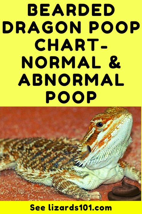 Discover a bearded dragon poop chart - normal vs. abnormal poop, what green, yellow, black, red poop means and more. #beardeddragonpoopchart #beardeddragonpoop #normalbeardeddragonpoop #beardeddragongreenpoop #beardeddragonblackpoop #beardeddragonredpoop Bearded Dragon Growth Chart, Diy Bearded Dragon Clothes, Bearded Dragon Greens List, Bearded Dragon Food Chart, Diy Bearded Dragon Hammock, Bearded Dragon Enclosure Ideas, Bearded Dragon Tank Setup, Bearded Dragon Food List, Fancy Bearded Dragon